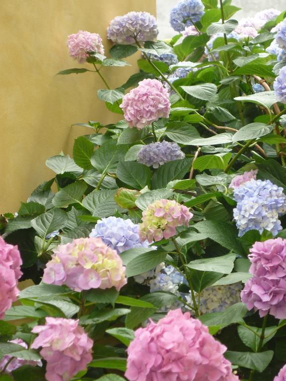 L'Adele Bed & Breakfast Occimiano Ngoại thất bức ảnh